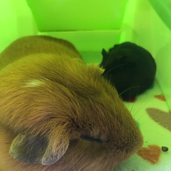 Your Fabulous Posher, Naye - Picture 5 of 6